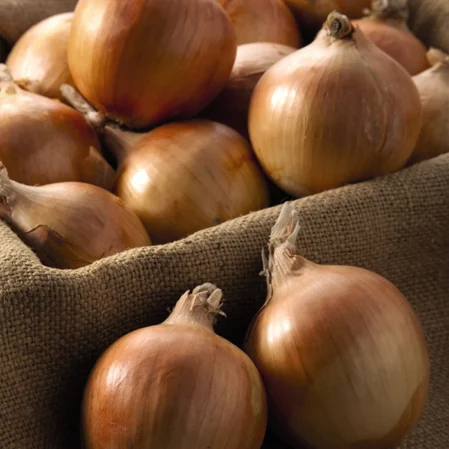 Onion Sets Autumn Champion