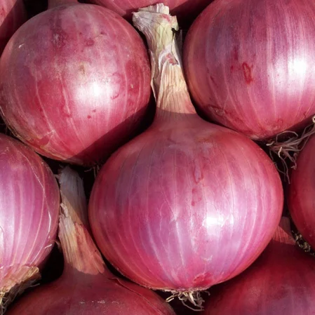 Onion Sets Red Winter