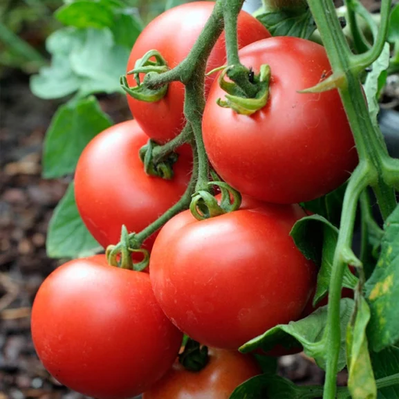 Tomato Alicante Seeds