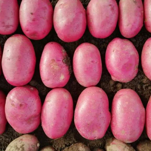 Caledonian Rose Seed Potatoes