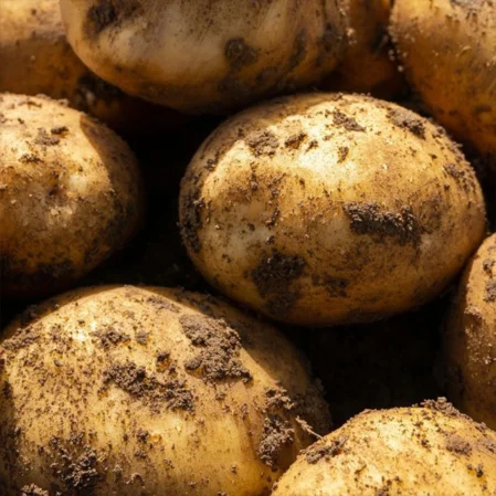 Duke of York Seed Potatoes