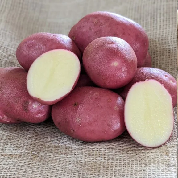 Java Seed Potatoes