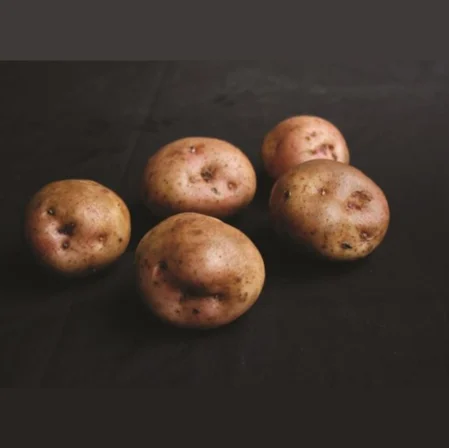 Kerrs Pink Seed Potatoes