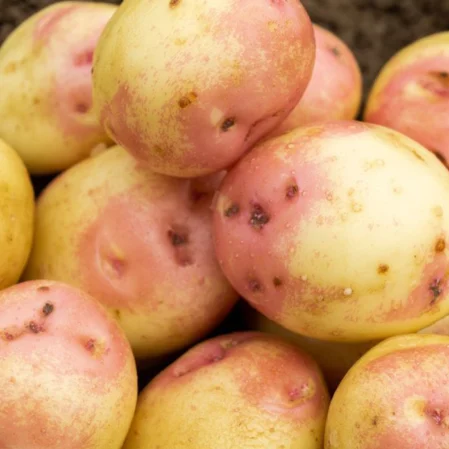 King Edward Seed Potatoes