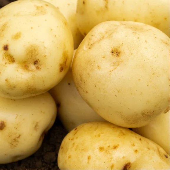 Maris Peer Seed Potatoes