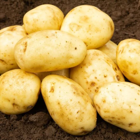 Maris Piper Seed Potatoes