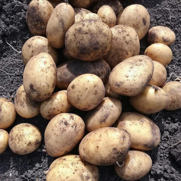 Marvel Seed Potatoes