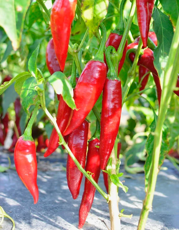 Pepper Balalaika Seeds