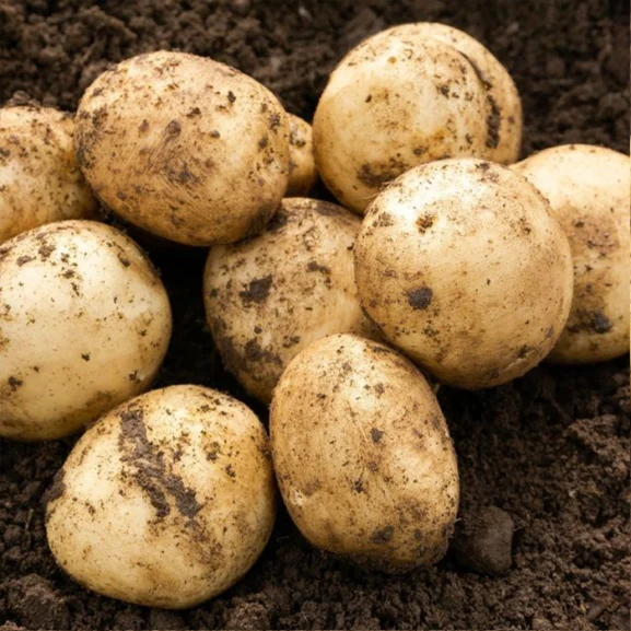 Pentland Javelin Seed Potatoes