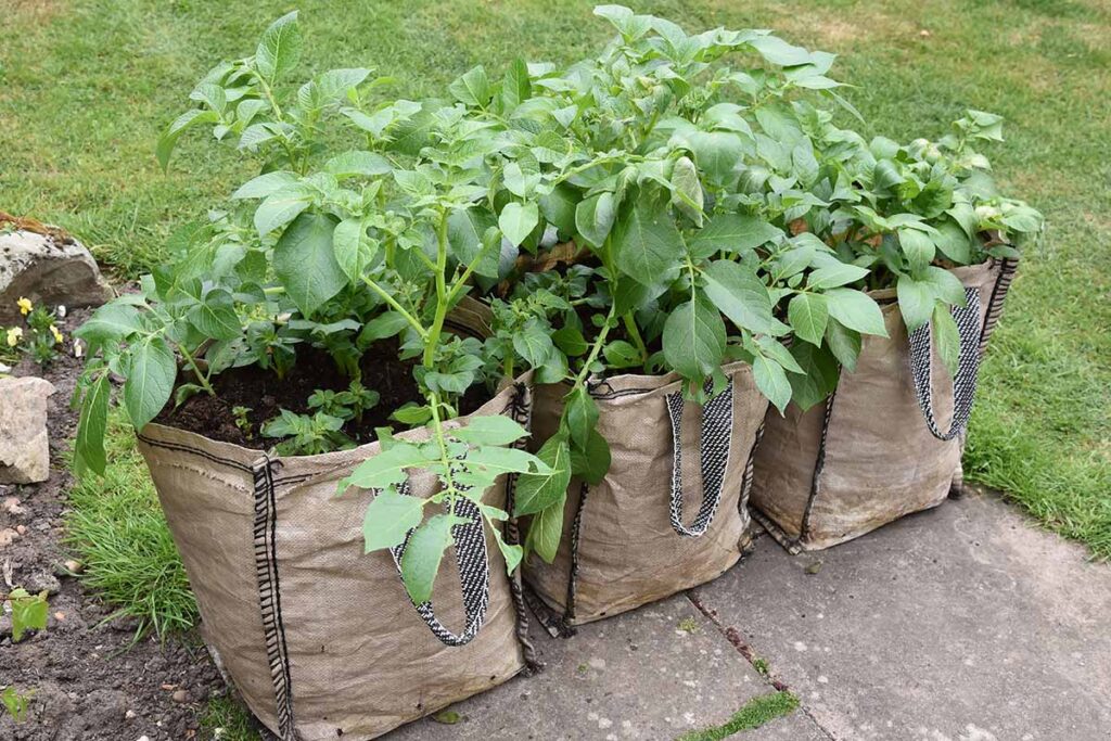 Potatoes in Grow Bags Hero