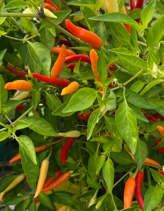 Chilli Pepper Tabasco Seeds