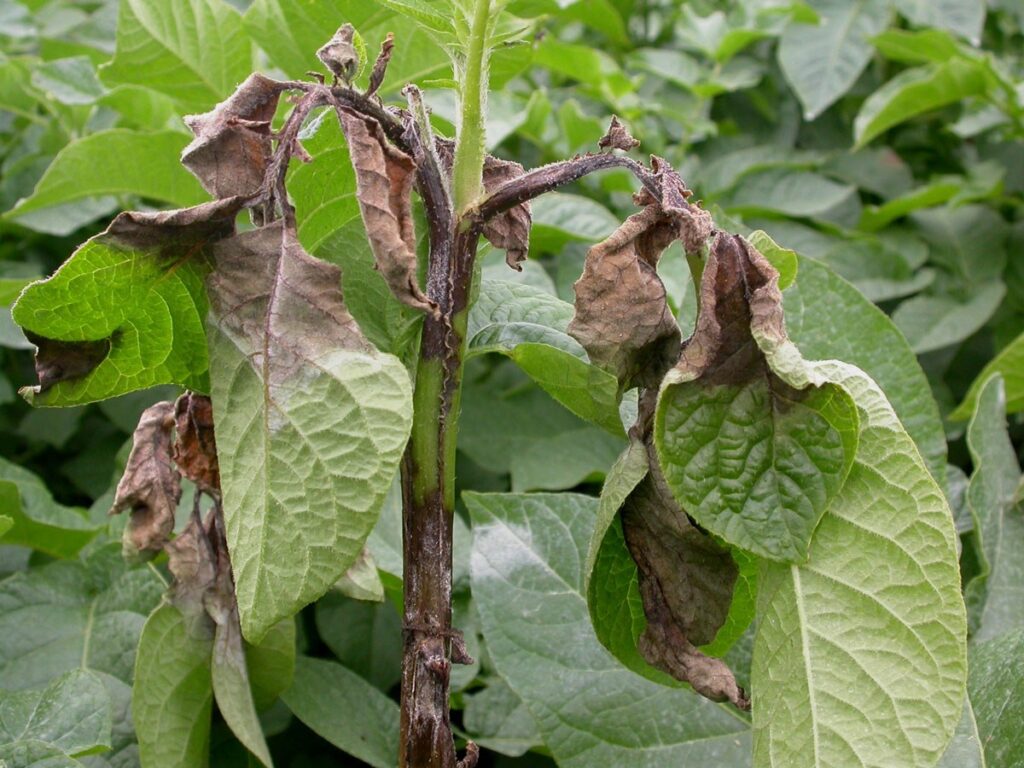 late blight potato plant