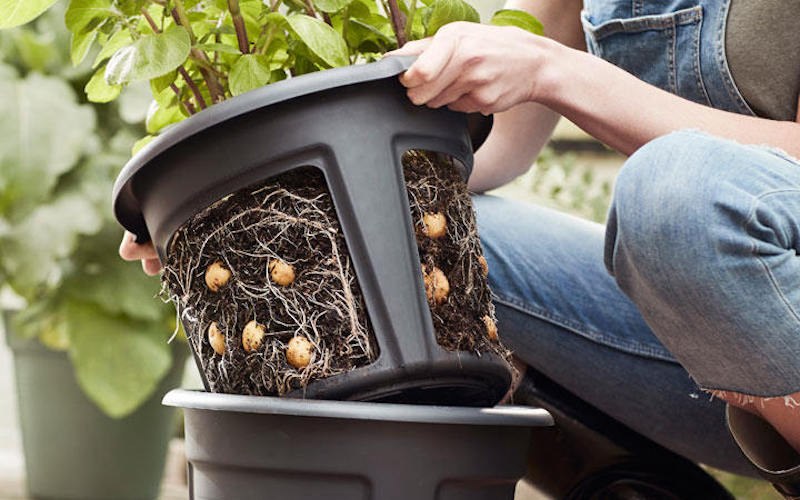 potato growing pot 1