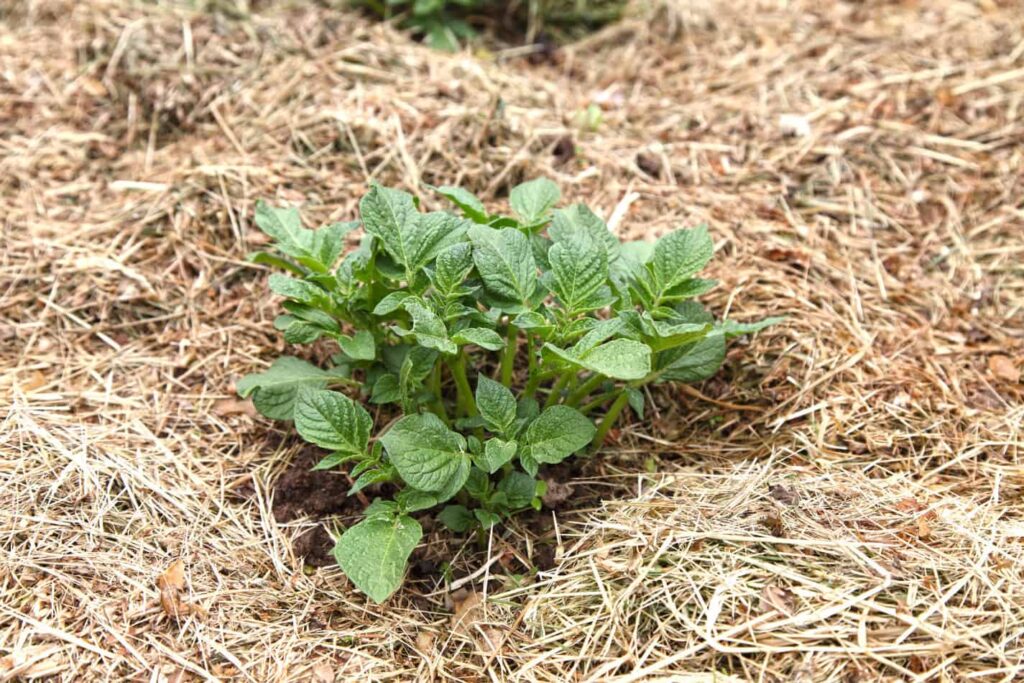 potato plant growing in straw mulch