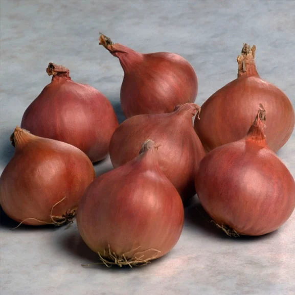 Biztro Shallot Sets