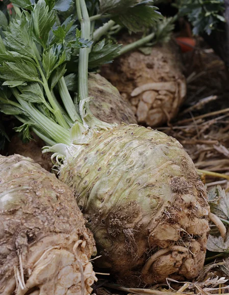 Celeriac Giant Prague