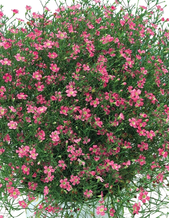 Gypsophila muralis 'Garden Bride Pink'