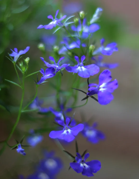 Lobelia 'Sapphire' (Trailing)