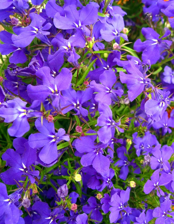 Lobelia erinus 'Crystal Palace'