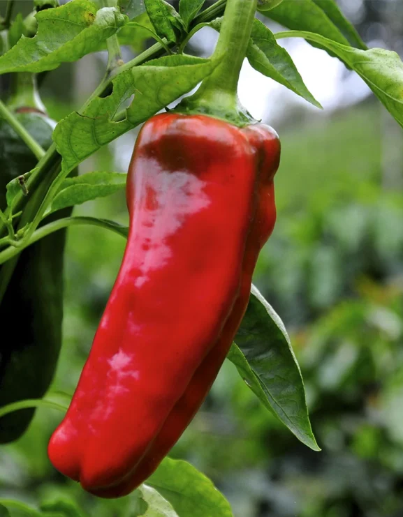 Marconi Rosso Sweet Pepper Seeds