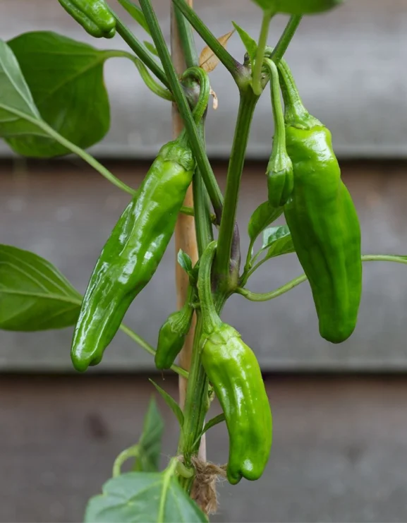 Padron Chilli Pepper Seeds