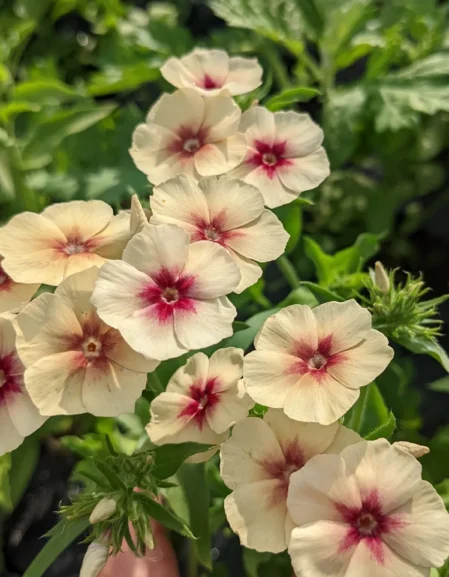 Phlox drummondii 'Cherry Caramel'