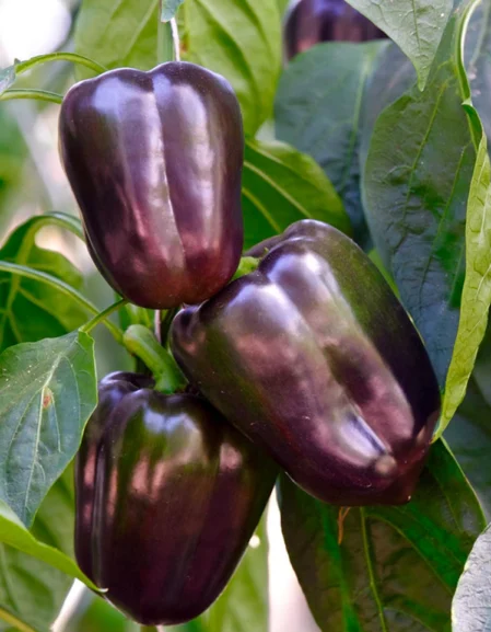 Purple-Beauty-Sweet-Pepper-Seeds