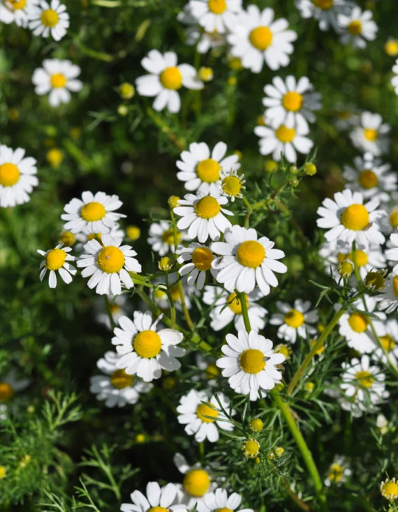 Wild Chamomile Seeds