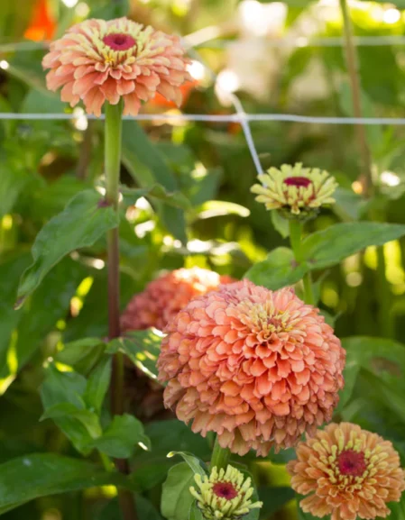 Zinnia elegans 'Queeny Lime Orange'