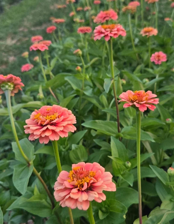 Zinnia elegans Benary’s Giant Salmon Rose