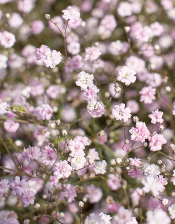 gypsophila pacifica