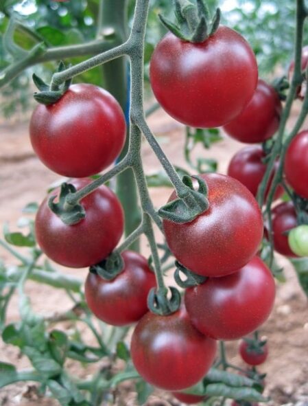 Tomato Rosella Seeds