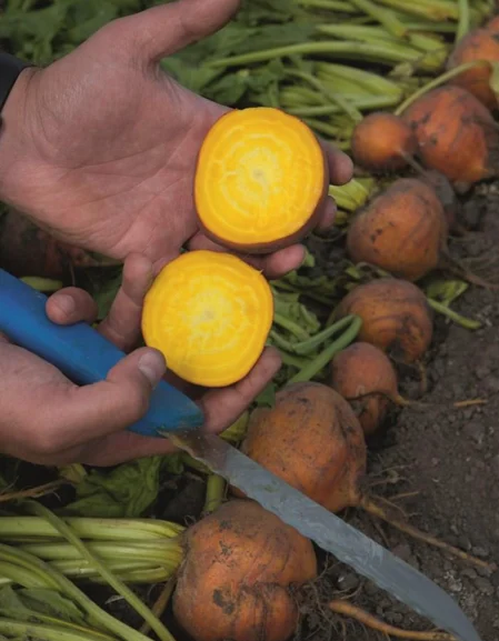 Beetroot Boldor F1 Seeds