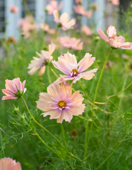 Cosmos bipinnatus 'Apricotta'