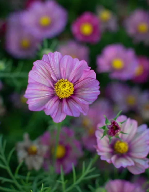 Cosmos bipinnatus 'Xsenia'