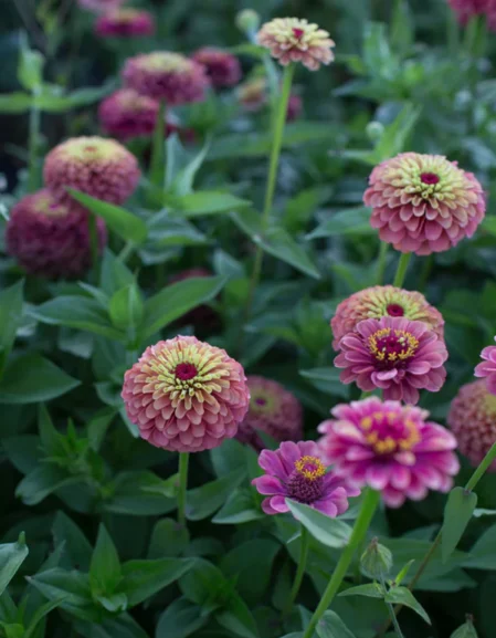 Zinnia Queen Red Lime