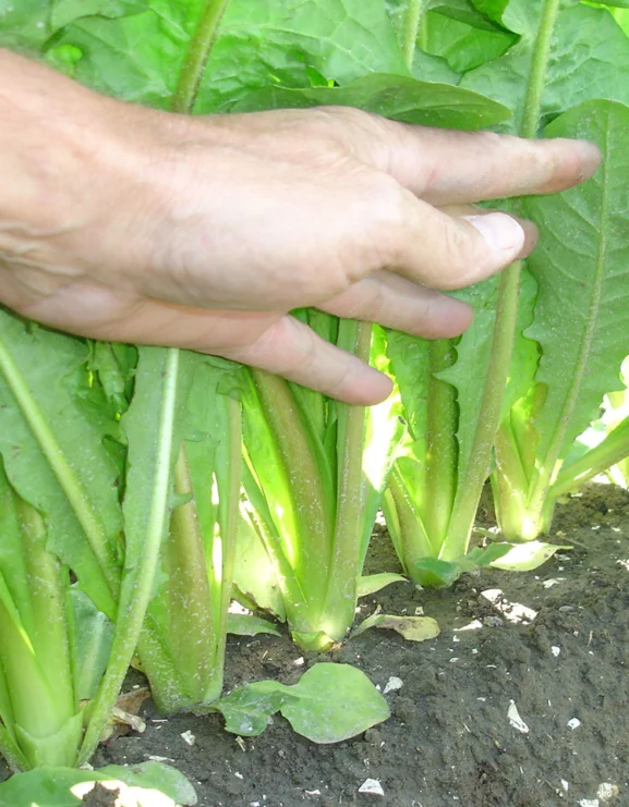 Chicory Brussels Witloof Seeds - Image 3