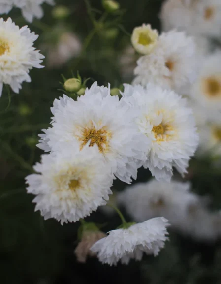 Cosmos bipinnatus, 'Double Click Snow Puff'