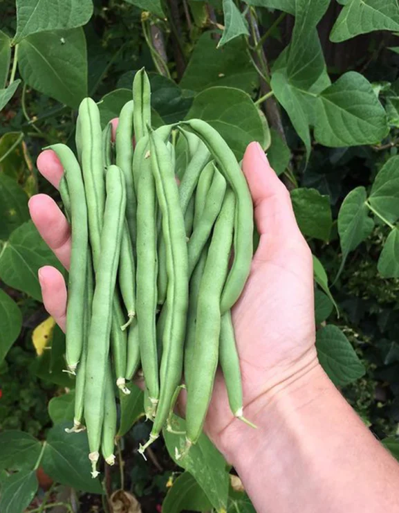 French Climbing French Bean Cobra