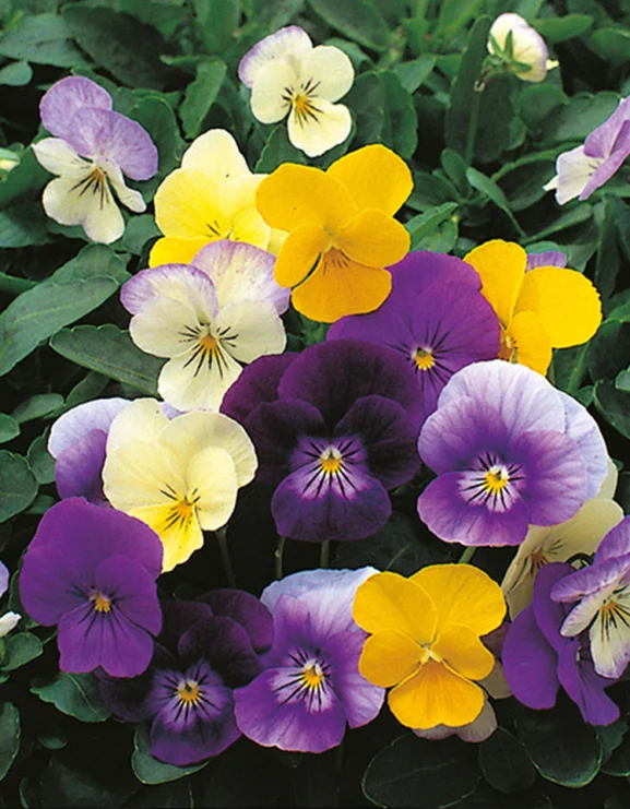 Viola 'Crown Blended Mixture'