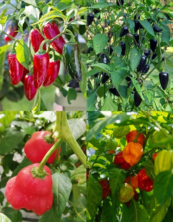 NatJB X Grown Local Chilli Seed Kit