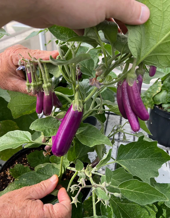 Aubergine Wand Lilac Seeds - Image 2