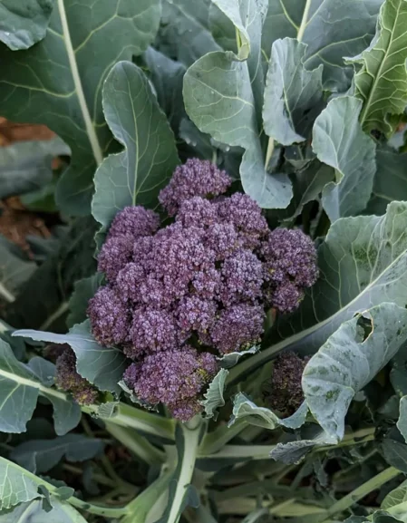 Broccoli Purple Sprouting Early