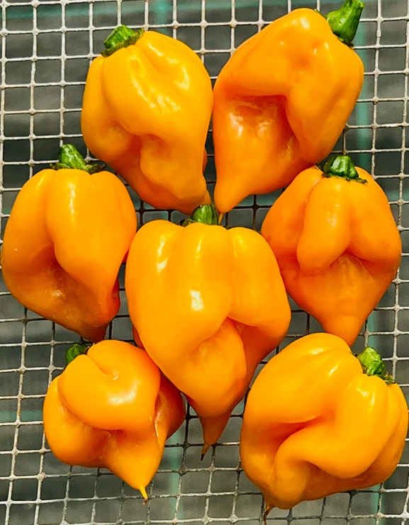 CHILLI PEPPER SCORPION GOLD