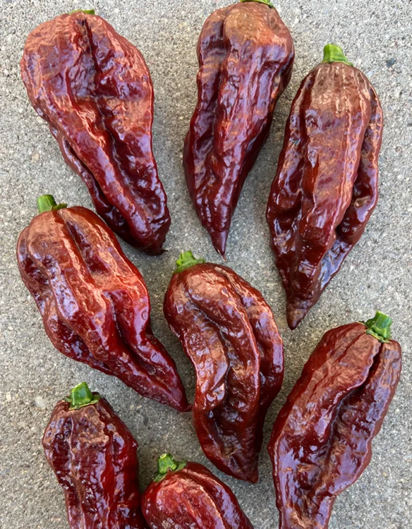 Choco Blast Chilli Pepper Seeds - Image 2