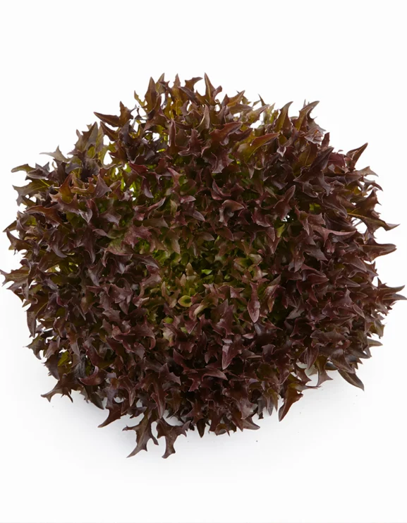 Lettuce Classio Seeds - Image 2