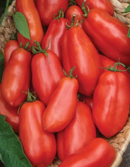 Tomato San Marzano F1