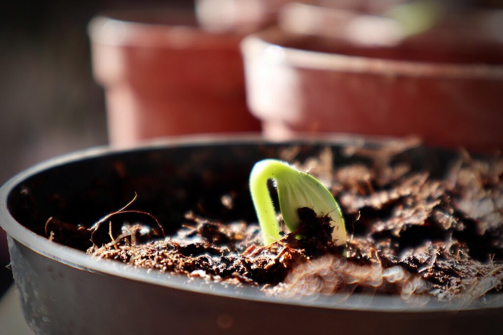 a plant sprouting out of dirt