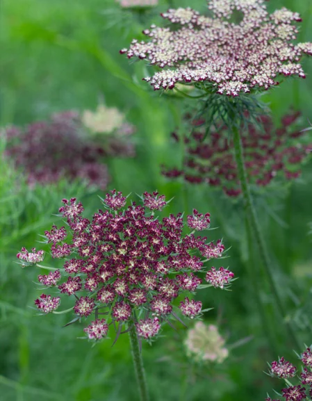 Daucus carota 'Dara'
