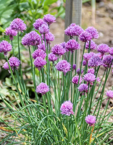 Chives